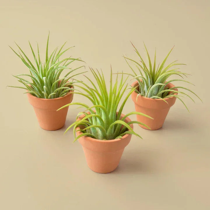 Three Ionantha air plants in small terracotta pots on a beige background