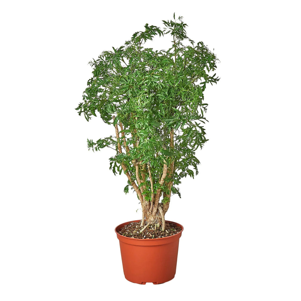 Aralia Ming plant with feathery green leaves in a brown plastic pot on white background