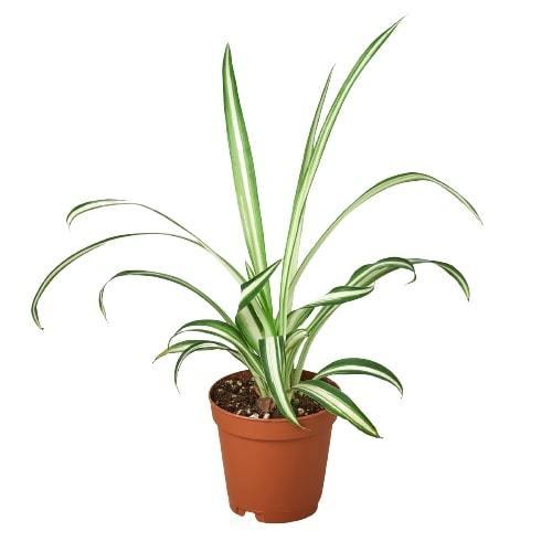 Spider Plant Reverse – Bob's Botanicals