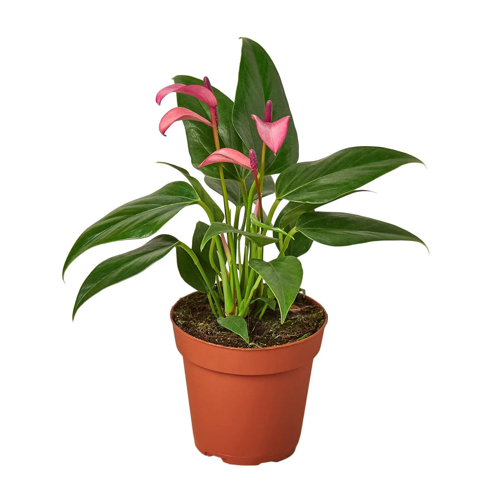 Pink anthurium plant with green leaves in a brown plastic pot on a white background