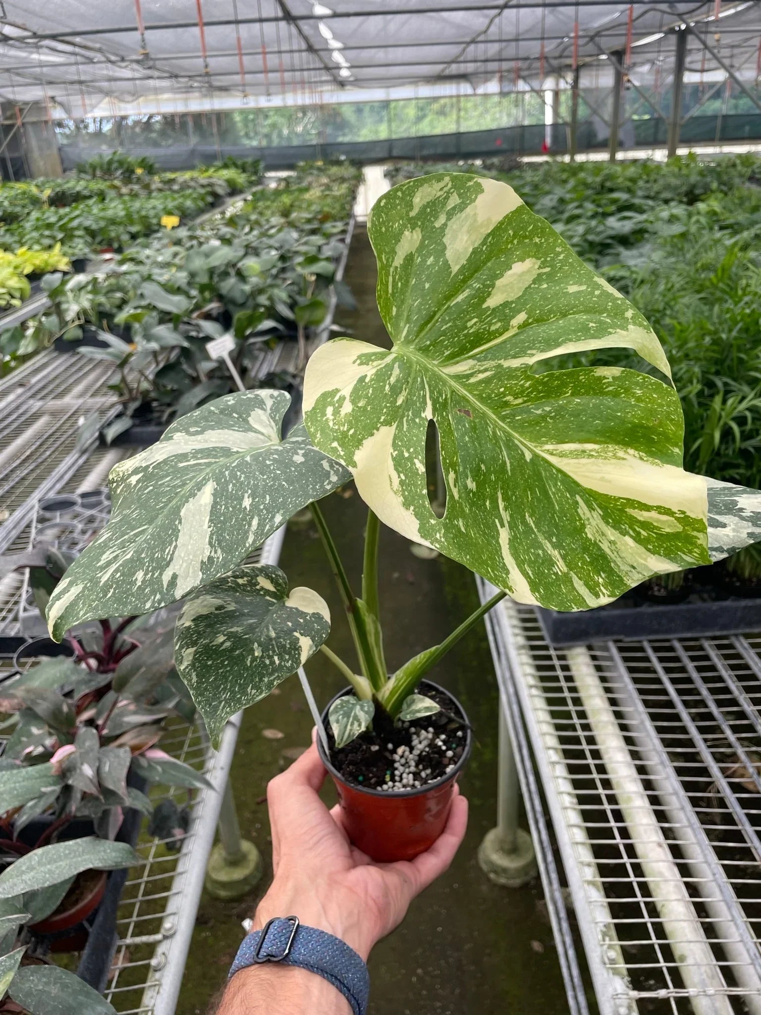 rare monstera for sale Monstera Thai Constellation - Rare Variegated Houseplant