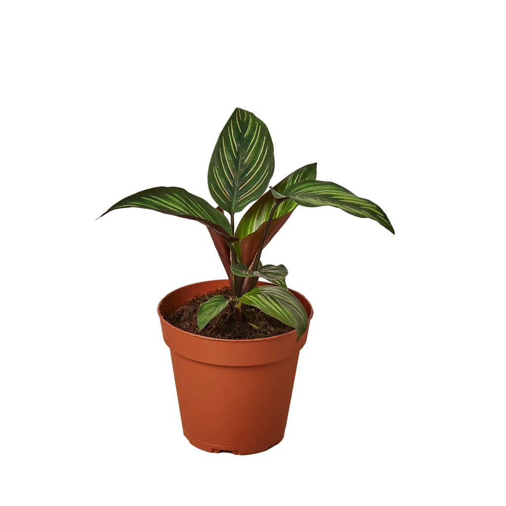 Calathea ornata houseplant with striped green leaves in a brown plastic pot on white background