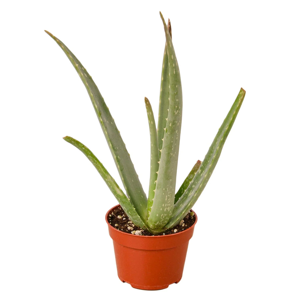 Aloe vera plant in a small brown pot on white background