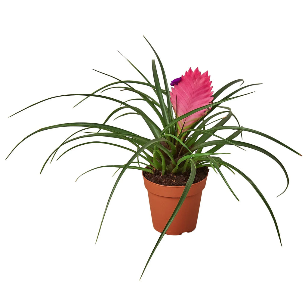Tillandsia cyanea pink bromeliad plant in brown pot, isolated on white background
