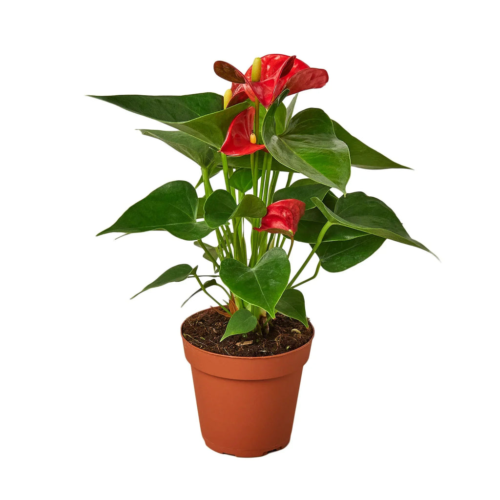 Anthurium plant with red flowers and green leaves in a brown pot on white background