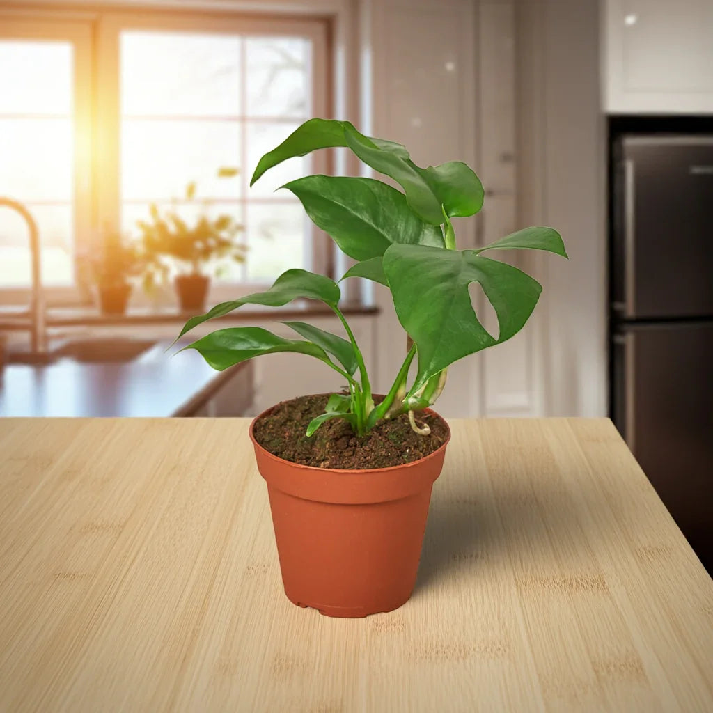 minima philodendron Mini Monstera 4in 1pk