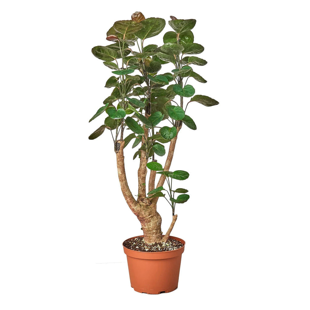 Tall indoor potted plant with round green leaves in a brown plastic pot on white background