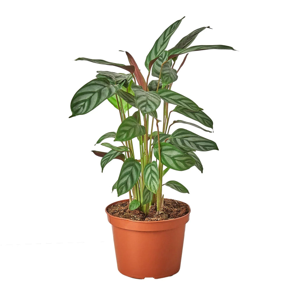 Calathea plant in brown plastic pot with green patterned leaves on white background